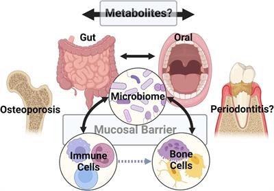 Microbiome, alveolar bone, and metabolites: Connecting the dots